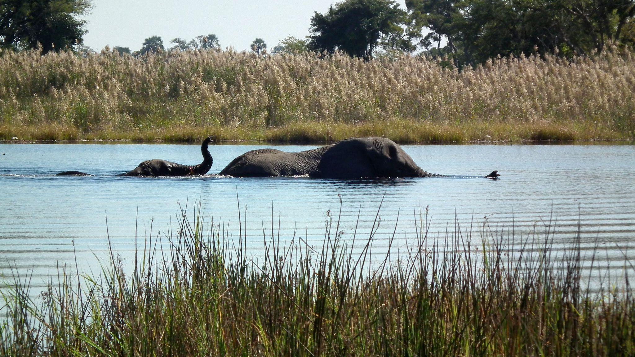 An image of elephants crossing the river in Botswana which was the photographer’s dream destination