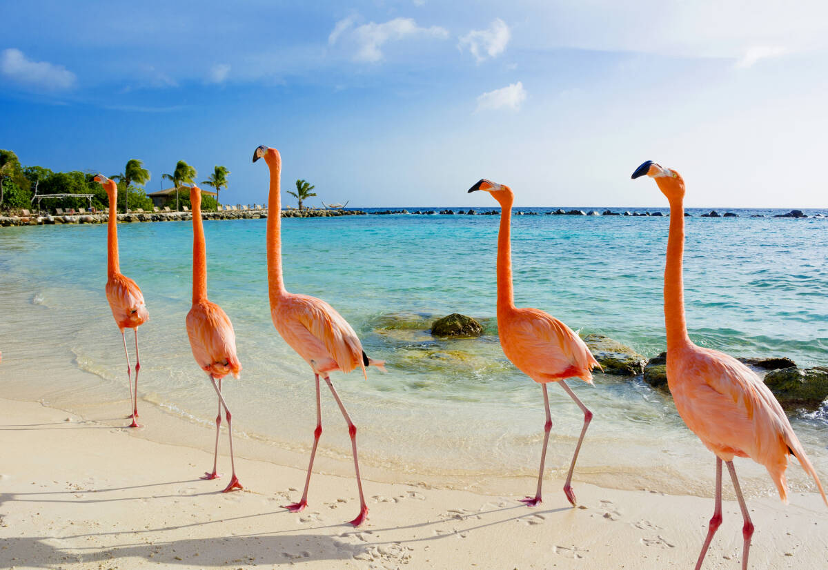 Pink flamingos can be found walking the white sand beaches on the island of Aruba in the Caribbean Sea.