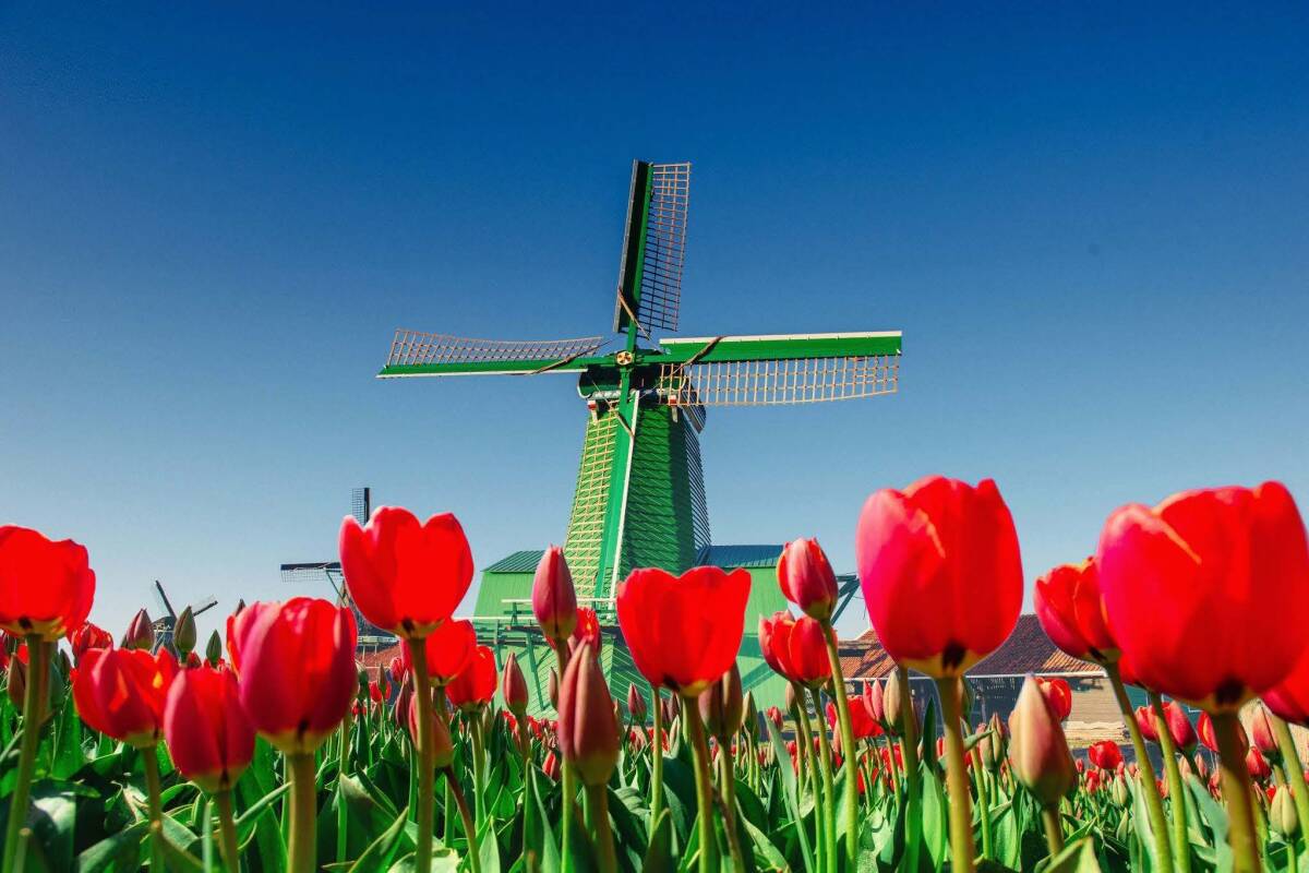 A beautiful scene of tulips and a windmill in the Netherlands.