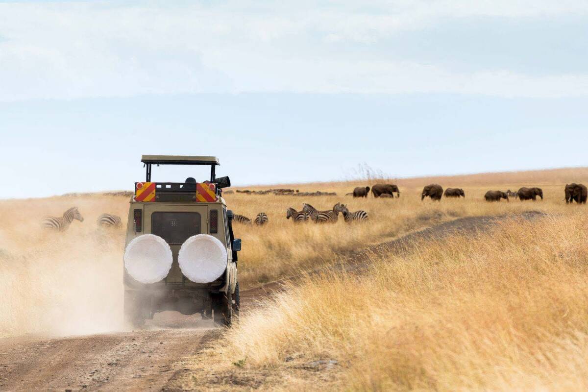 A safari vehicle on a game drive with zebras and elephants.